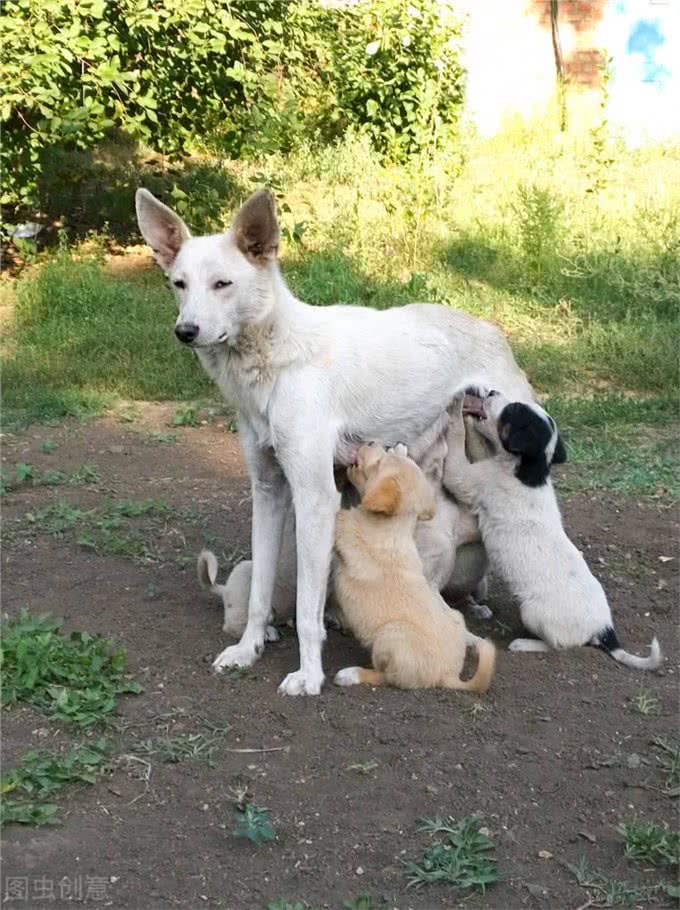 狗狗生理期要注意什么生理期千万别一脏就洗澡