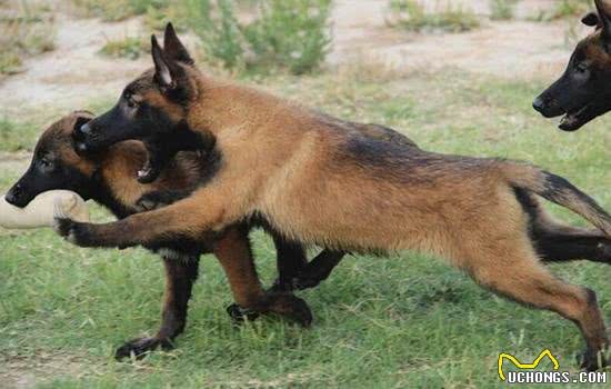 狗狗生理期要注意什么生理期千万别一脏就洗澡