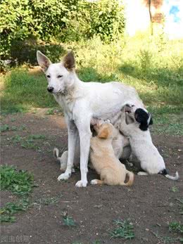 狗狗生理期要注意什么生理期千万别一脏就洗澡