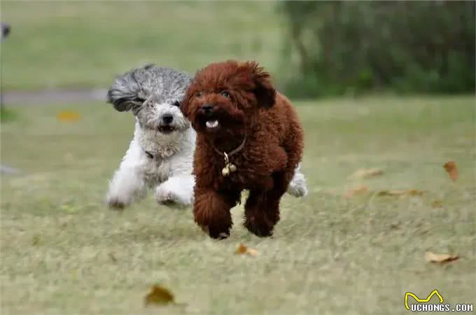 养狗大忌:这些养狗行为等同于慢性伤害!