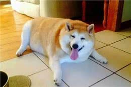 养狗大忌:这些养狗行为等同于慢性伤害!