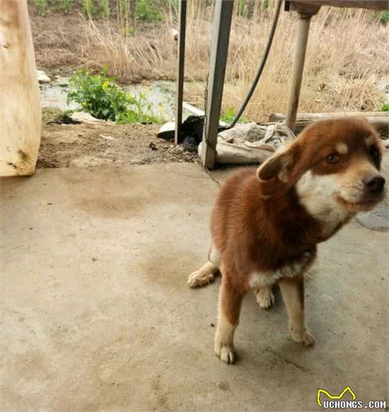 一宠主称八百块买了条赛级哈士奇，网友看后：赚大了，纯种哈土奇