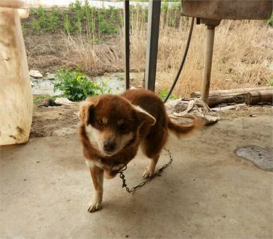 一宠主称八百块买了条赛级哈士奇，网友看后：赚大了，纯种哈土奇