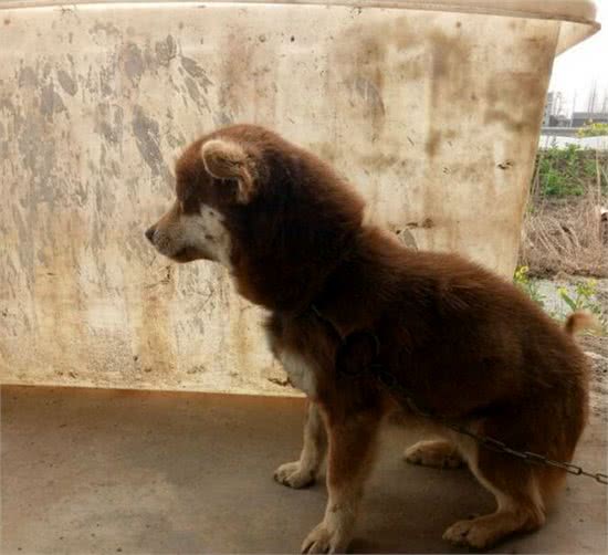 一宠主称八百块买了条赛级哈士奇，网友看后：赚大了，纯种哈土奇