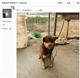 一宠主称八百块买了条赛级哈士奇，网友看后：赚大了，纯种哈土奇