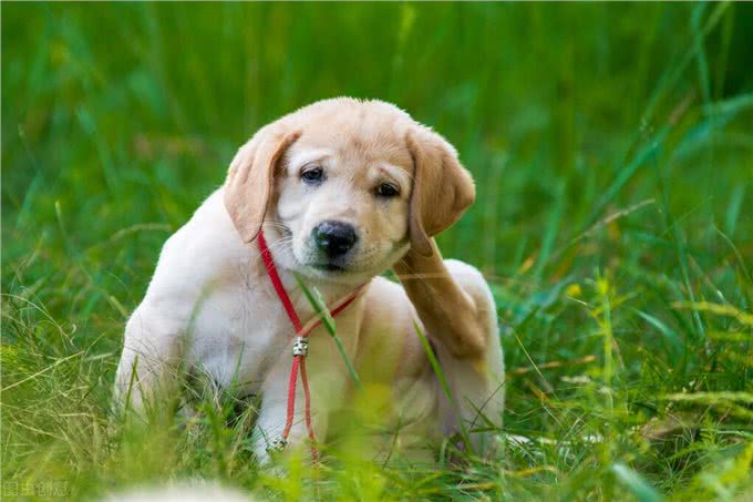 狗狗身上有寄生虫，驱虫方法是什么