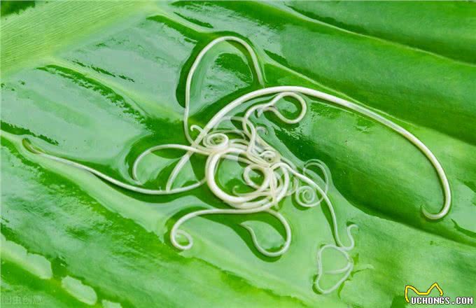 狗狗身上有寄生虫，驱虫方法是什么