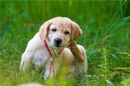 狗狗身上有寄生虫，驱虫方法是什么