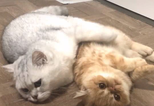 网友偶遇因病被遗弃的加菲猫,加菲猫一直蹭网友:求求你救救我吧