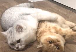 网友偶遇因病被遗弃的加菲猫，加菲猫一直蹭网友:求求你救救我吧