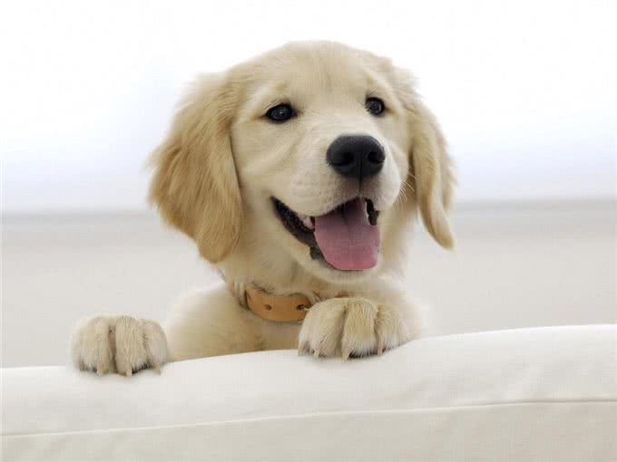 家长们应该了解的一些狗狗日常知识