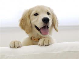 家长们应该了解的一些狗狗日常知识