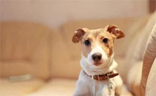 寿命最短的6种狗狗，每一只都短于10年，有你家的吗