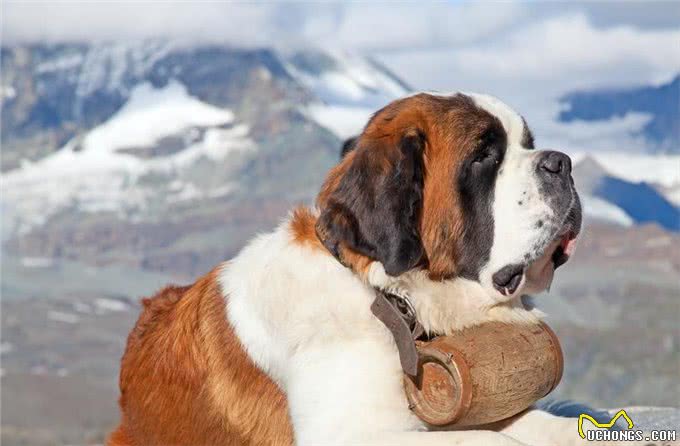 寿命最短的6种狗狗，每一只都短于10年，有你家的吗