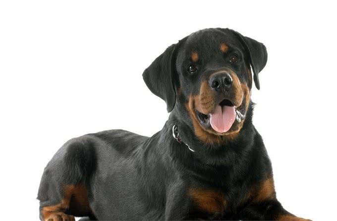 寿命最短的6种狗狗，每一只都短于10年，有你家的吗