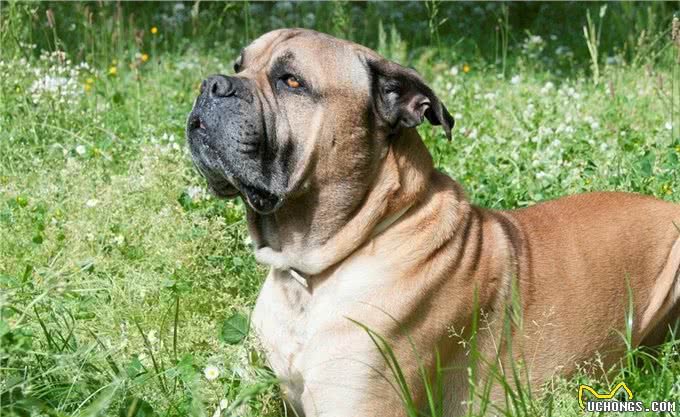 寿命最短的6种狗狗，每一只都短于10年，有你家的吗