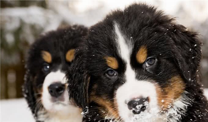 寿命最短的6种狗狗，每一只都短于10年，有你家的吗