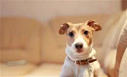 寿命最短的6种狗狗，每一只都短于10年，有你家的吗