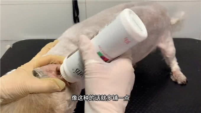 狗狗拔耳毛全过程，狗狗主人是个年纪很大的老爷爷