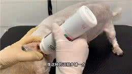 狗狗拔耳毛全过程，狗狗主人是个年纪很大的老爷爷