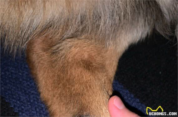 德国牧羊犬体味重吗