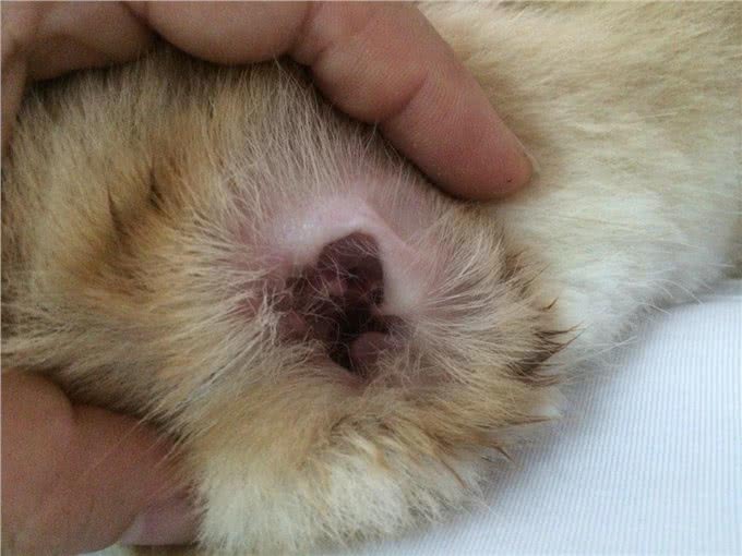 德国牧羊犬体味重吗