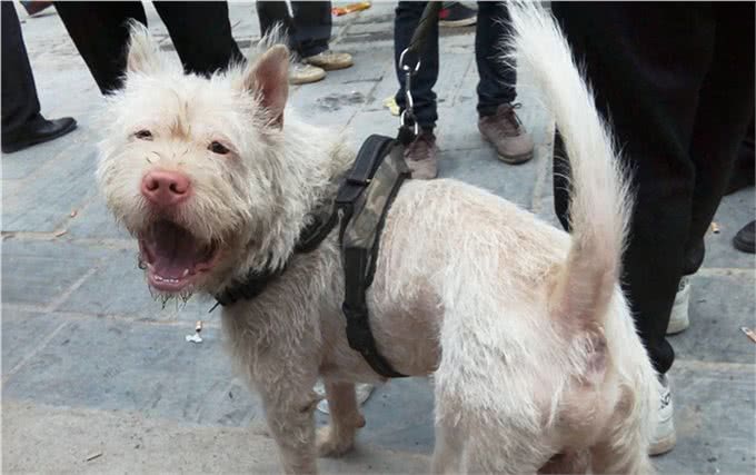 下司犬天生就有捕猎能力，世界闻名的猎犬品种