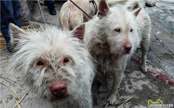 下司犬天生就有捕猎能力，世界闻名的猎犬品种