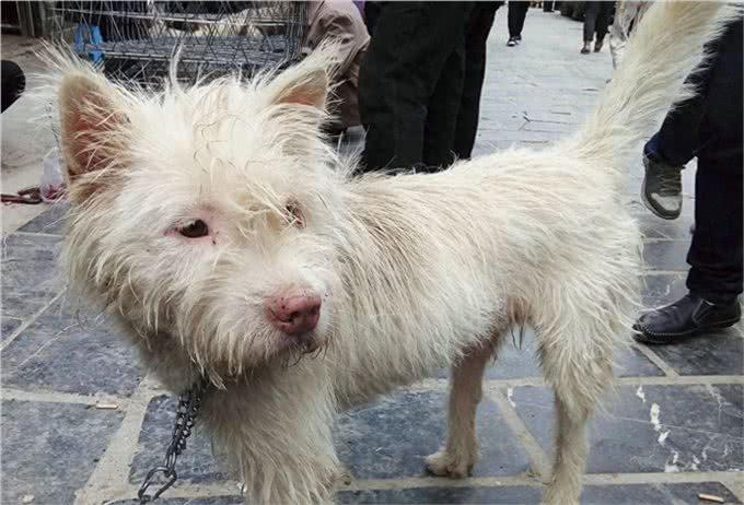 下司犬天生就有捕猎能力，世界闻名的猎犬品种