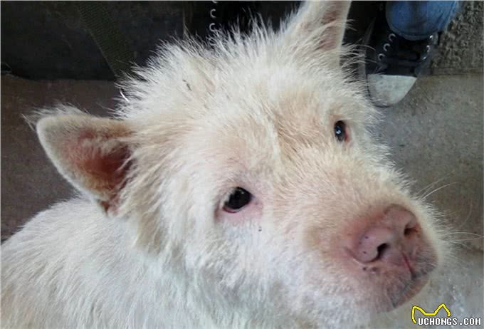 下司犬天生就有捕猎能力，世界闻名的猎犬品种