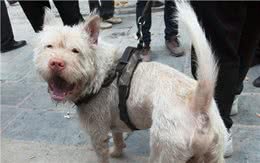 下司犬天生就有捕猎能力，世界闻名的猎犬品种