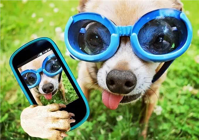 天热季节，养狗牢记这5不要，对它有益处