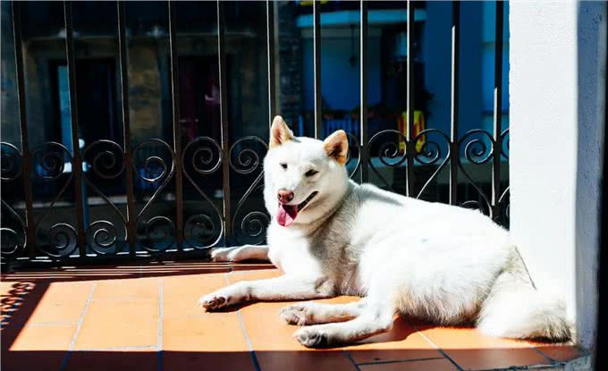 天热季节，养狗牢记这5不要，对它有益处
