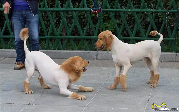 天热季节，养狗牢记这5不要，对它有益处