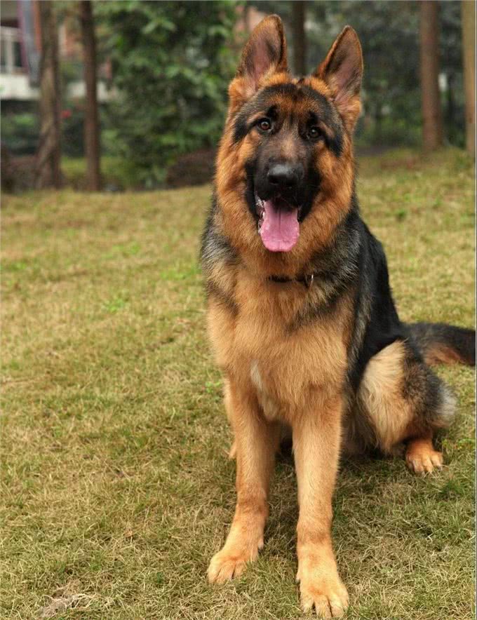 不同狗狗患癌风险各不同?盘点六大癌症高发犬种