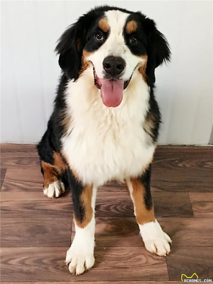 不同狗狗患癌风险各不同?盘点六大癌症高发犬种