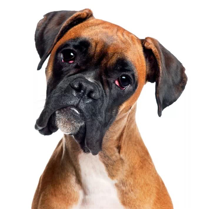 不同狗狗患癌风险各不同?盘点六大癌症高发犬种