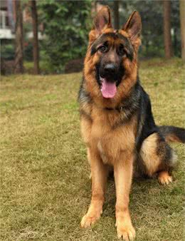 不同狗狗患癌风险各不同?盘点六大癌症高发犬种