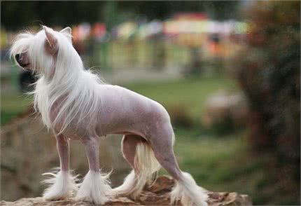 吃糖让人感到甜蜜，可是给狗狗喂食过多糖粉有很多坏处你知道吗