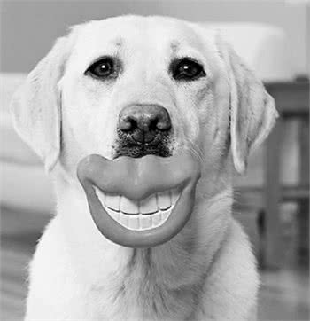 吃糖让人感到甜蜜，可是给狗狗喂食过多糖粉有很多坏处你知道吗