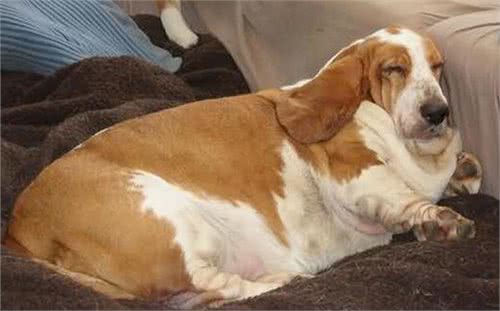 吃糖让人感到甜蜜，可是给狗狗喂食过多糖粉有很多坏处你知道吗