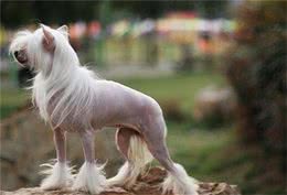 吃糖让人感到甜蜜，可是给狗狗喂食过多糖粉有很多坏处你知道吗