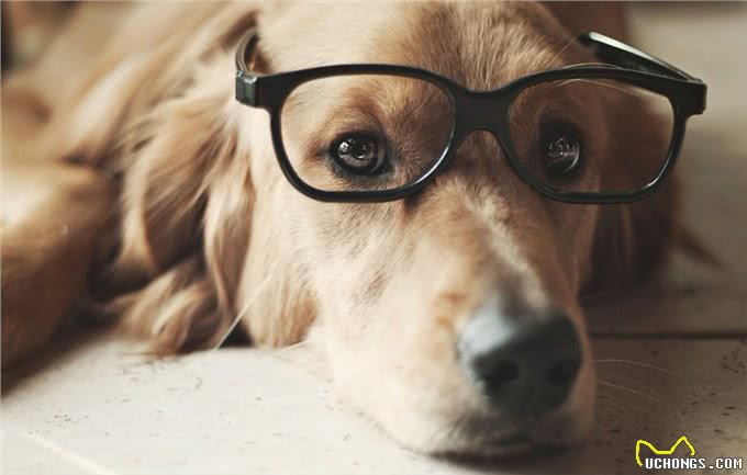 猫咪跟狗狗的生理小知识