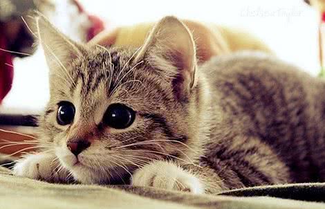 猫咪跟狗狗的生理小知识