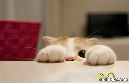 猫咪跟狗狗的生理小知识