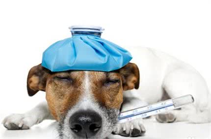 猫咪跟狗狗的生理小知识