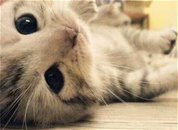 猫咪跟狗狗的生理小知识