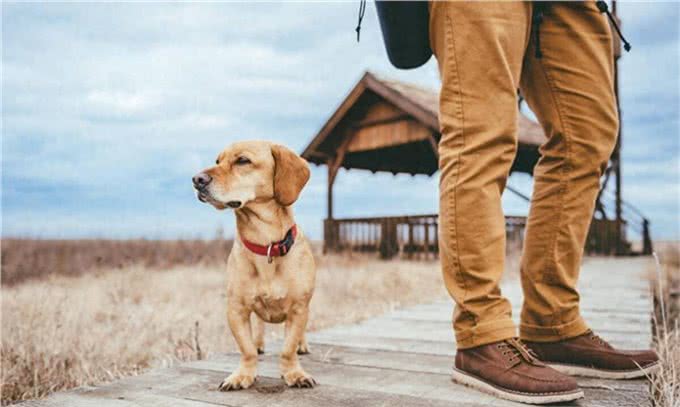 狗狗为何总是你的小跟班?揭秘它们跟随行为背后的五大理由!