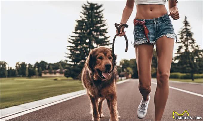 狗狗为何总是你的小跟班?揭秘它们跟随行为背后的五大理由!