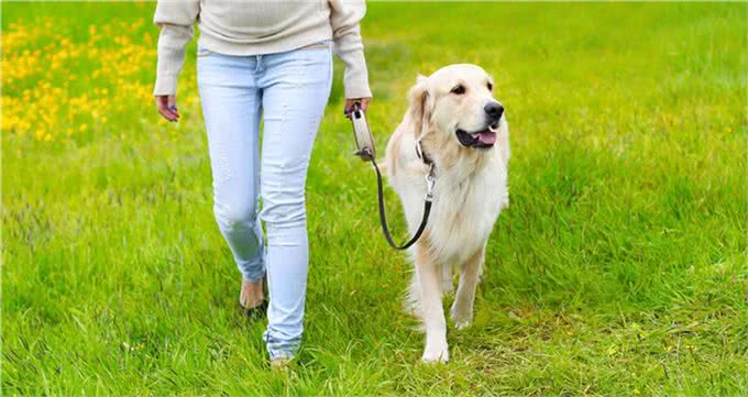 狗狗为何总是你的小跟班?揭秘它们跟随行为背后的五大理由!